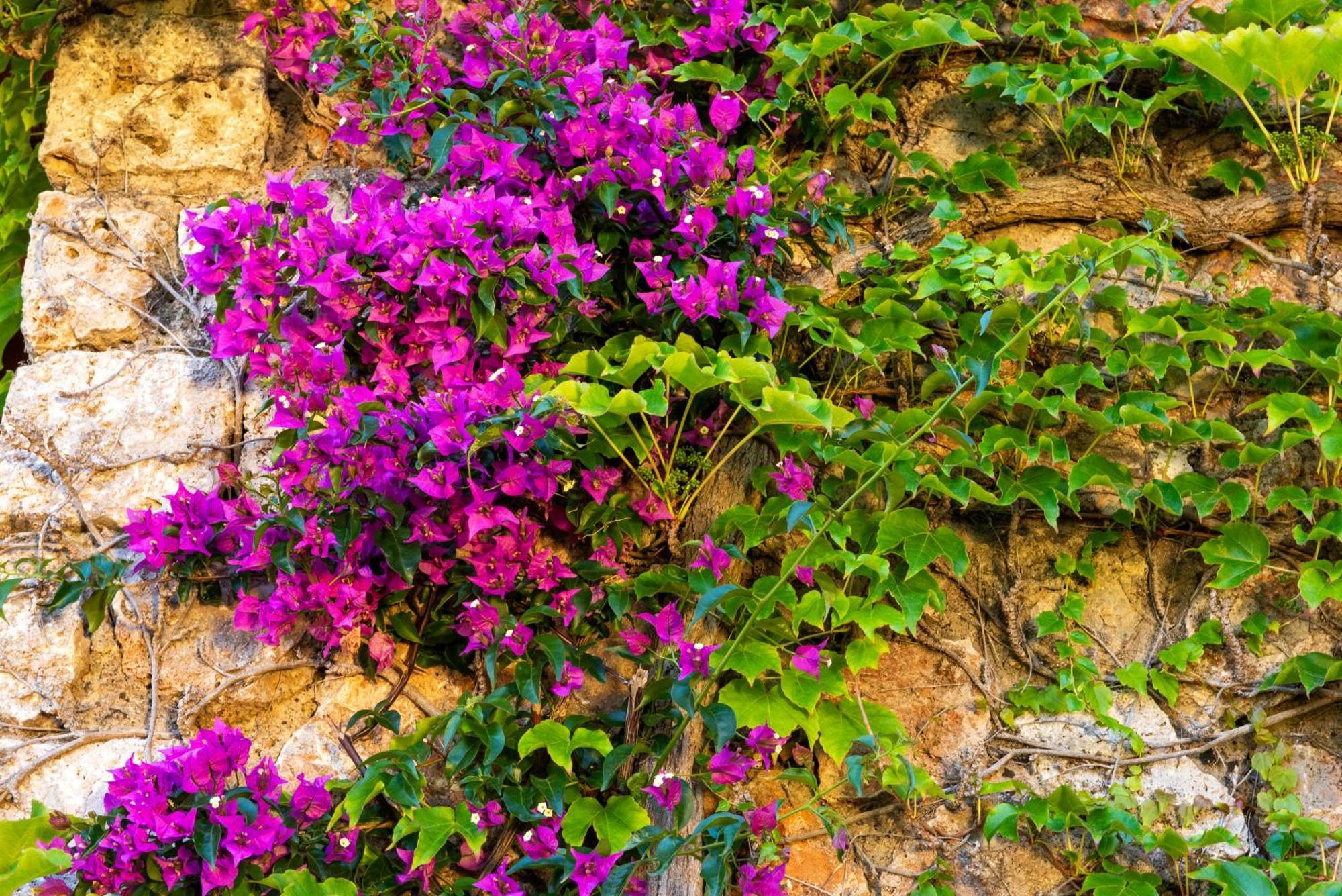Boutique Torre Di Cala Piccola 4* Porto Santo Stefano (Grosseto)